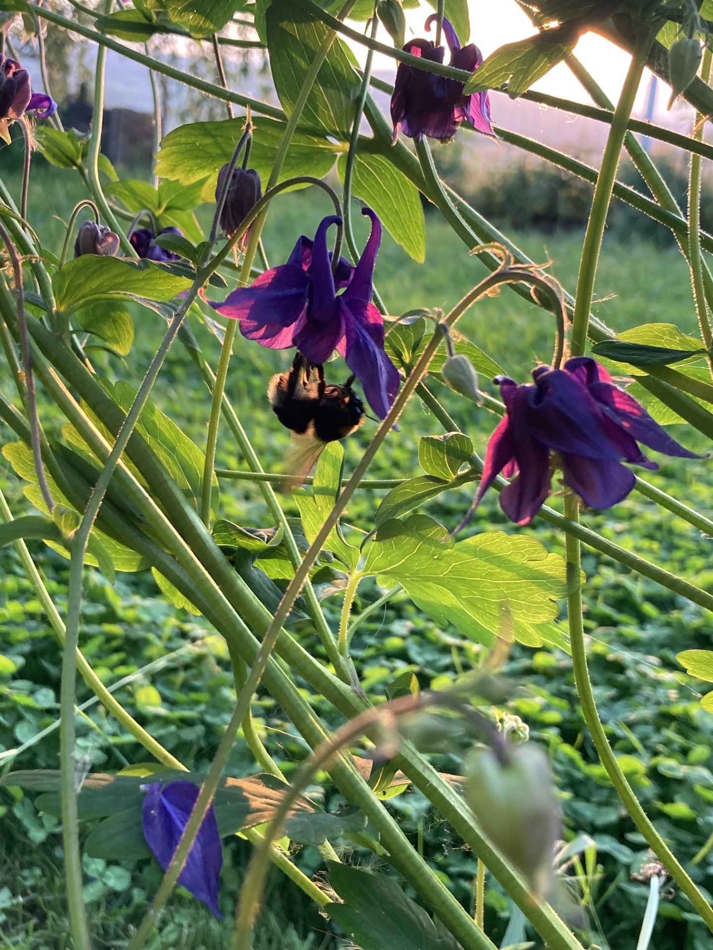 Bourdon au coucher du soleil d'été.